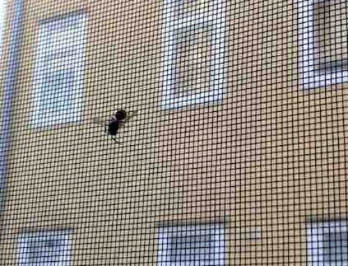 Insektenschutz Wartung